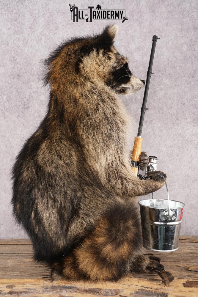 Fishing Raccoon SKU 3098 - Image 2