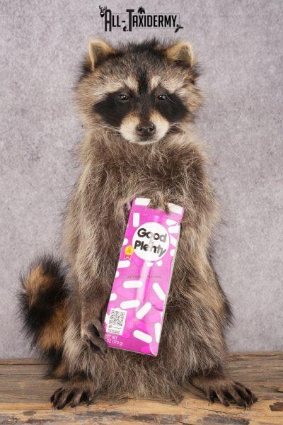 Candy Raccoon SKU 3100