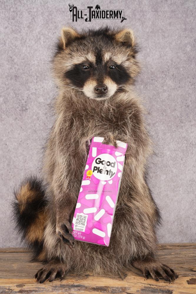 Candy Raccoon SKU 3100