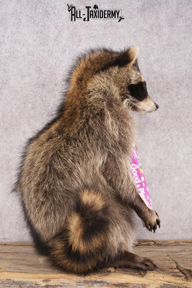 Candy Raccoon SKU 3100 - Image 2