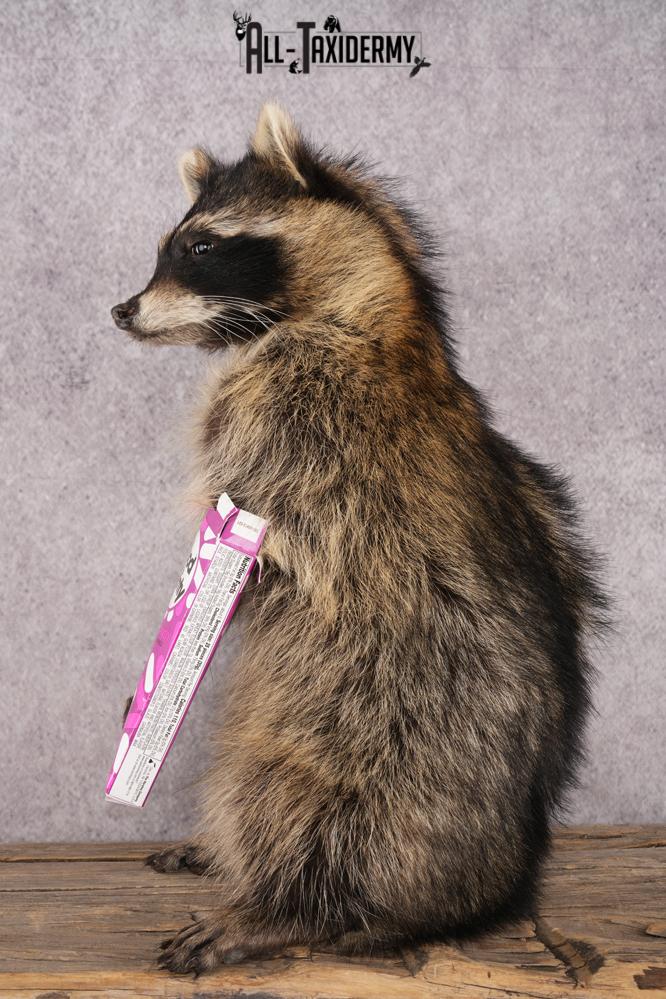 Candy Raccoon SKU 3101 - Image 4