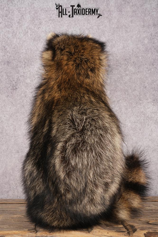 Candy Raccoon SKU 3101 - Image 3