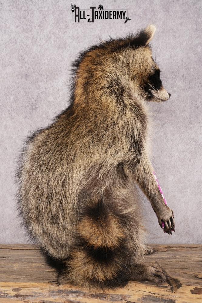 Candy Raccoon SKU 3101 - Image 2