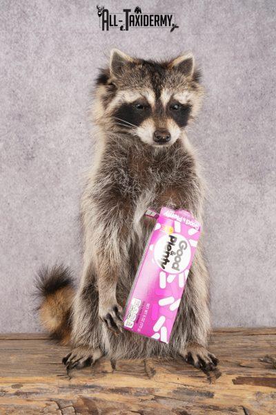 Candy Raccoon SKU 3102