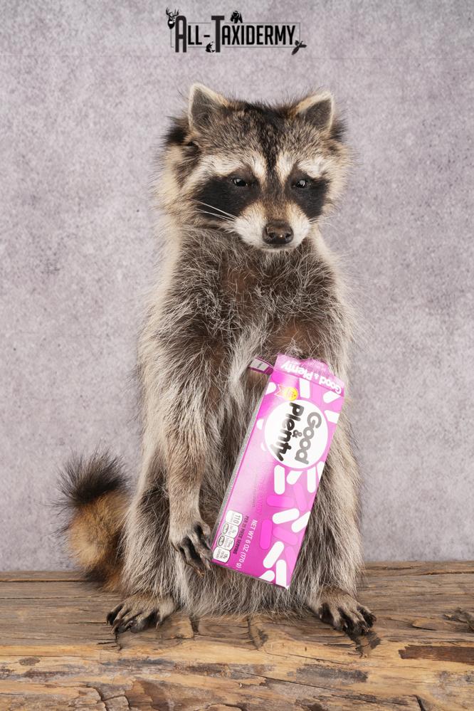 Candy Raccoon SKU 3102