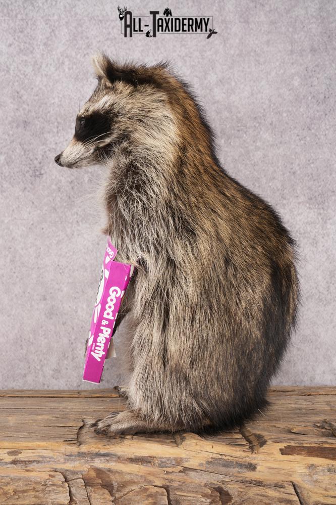 Candy Raccoon SKU 3102 - Image 4