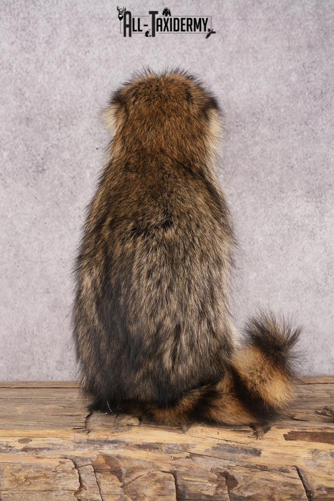 Candy Raccoon SKU 3102 - Image 3