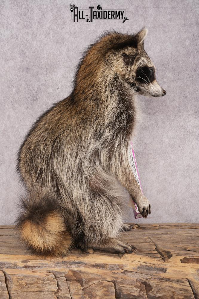 Candy Raccoon SKU 3102 - Image 2