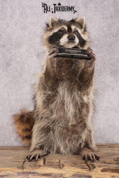 Harmonica Raccoon SKU 3135