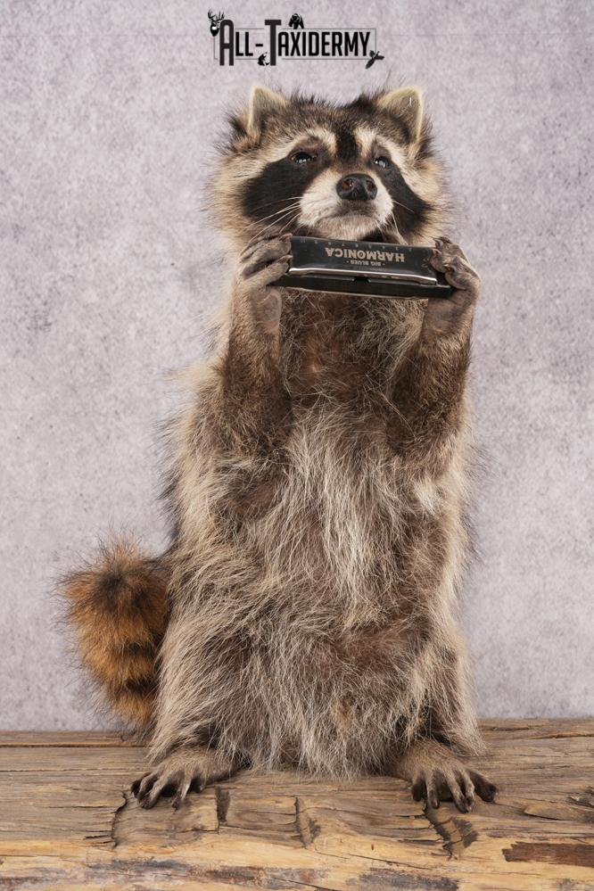 Harmonica Raccoon SKU 3135