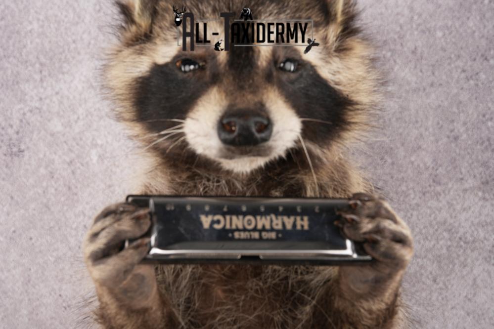Harmonica Raccoon SKU 3135 - Image 5