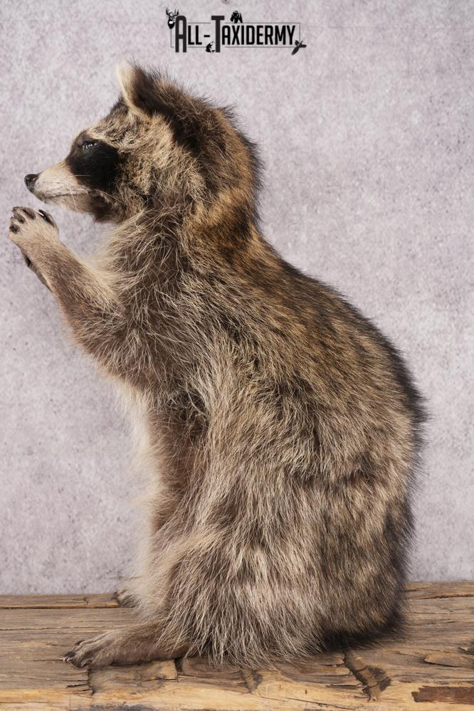 Harmonica Raccoon SKU 3135 - Image 4