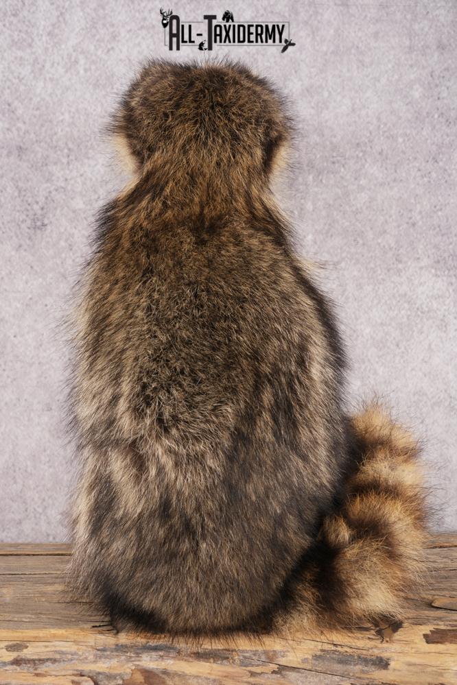 Harmonica Raccoon SKU 3135 - Image 3