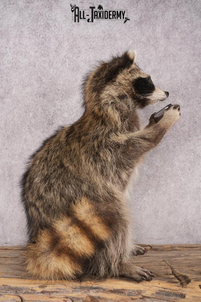 Harmonica Raccoon SKU 3135 - Image 2