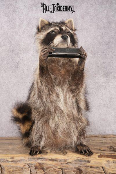 Harmonica Raccoon SKU 3136
