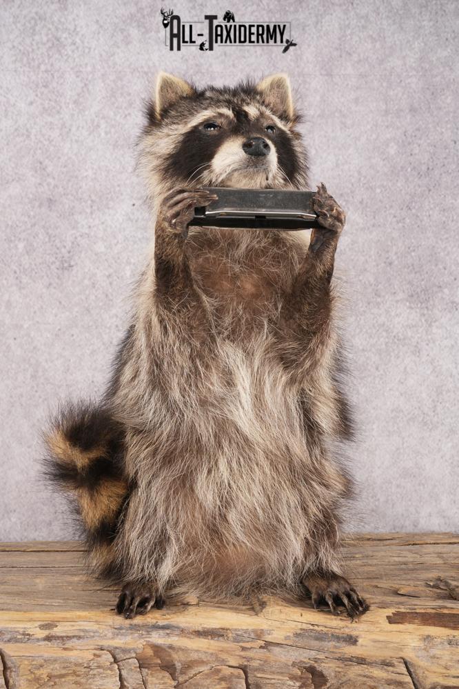 Harmonica Raccoon SKU 3136