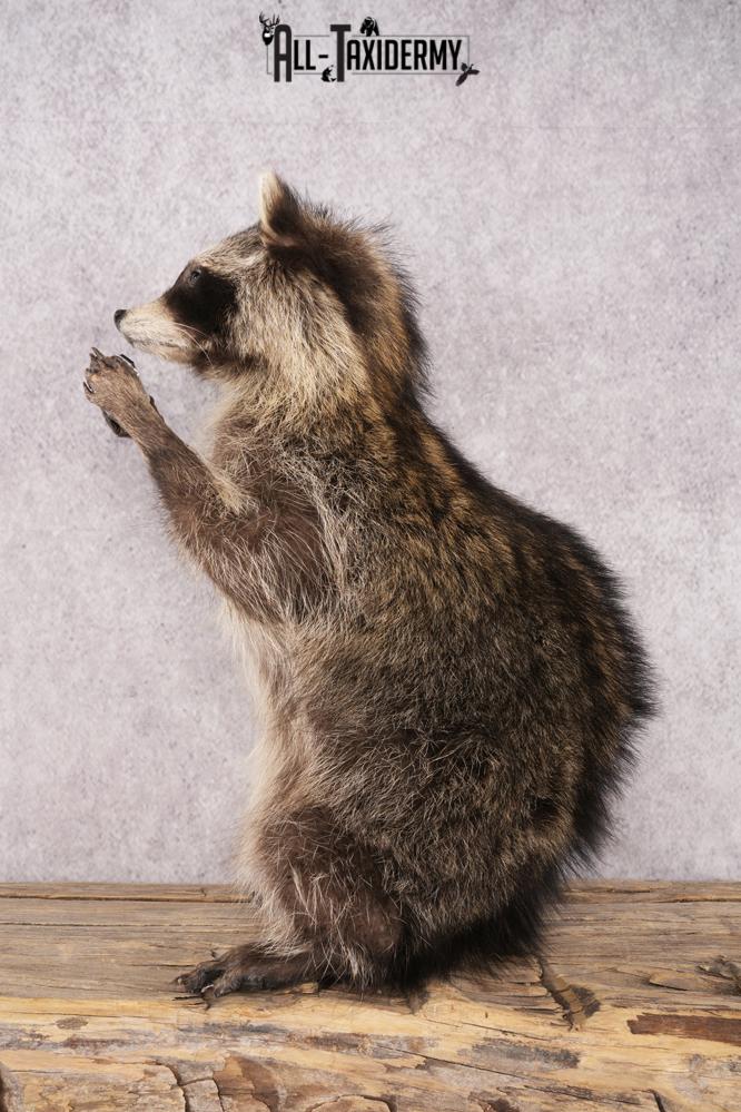 Harmonica Raccoon SKU 3136 - Image 4