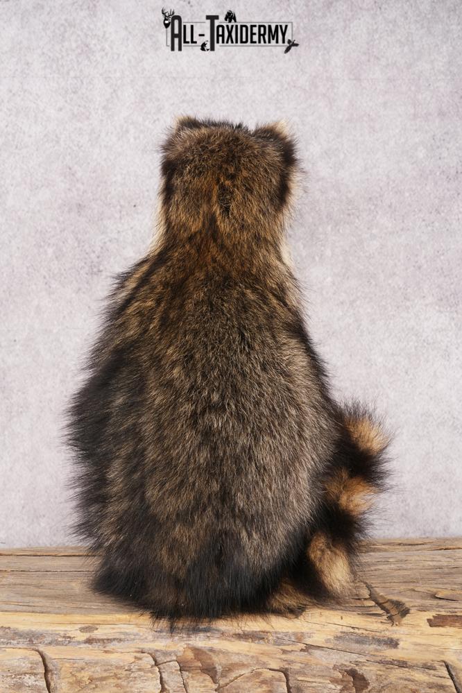 Harmonica Raccoon SKU 3136 - Image 3