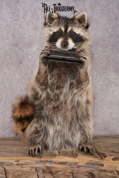 Harmonica Raccoon SKU 3137