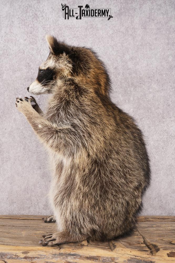 Harmonica Raccoon SKU 3137 - Image 3