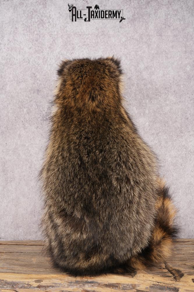 Harmonica Raccoon SKU 3137 - Image 2