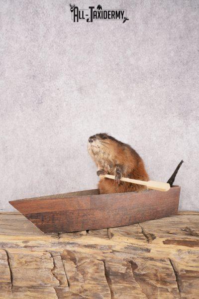 Muskrat In a Canoe SKU 3074