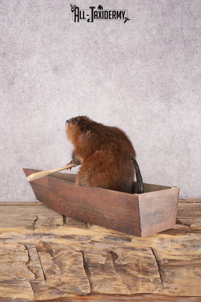 Muskrat In a Canoe SKU 3074 - Image 4