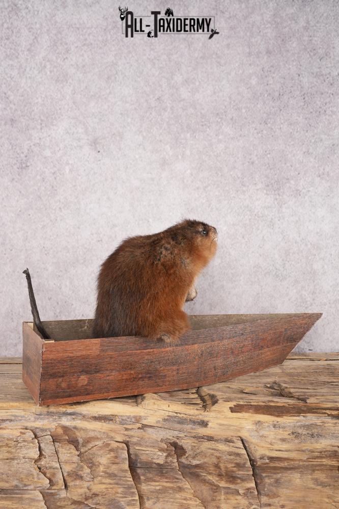 Muskrat In a Canoe SKU 3074 - Image 3