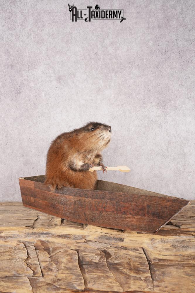 Muskrat In a Canoe SKU 3074 - Image 2