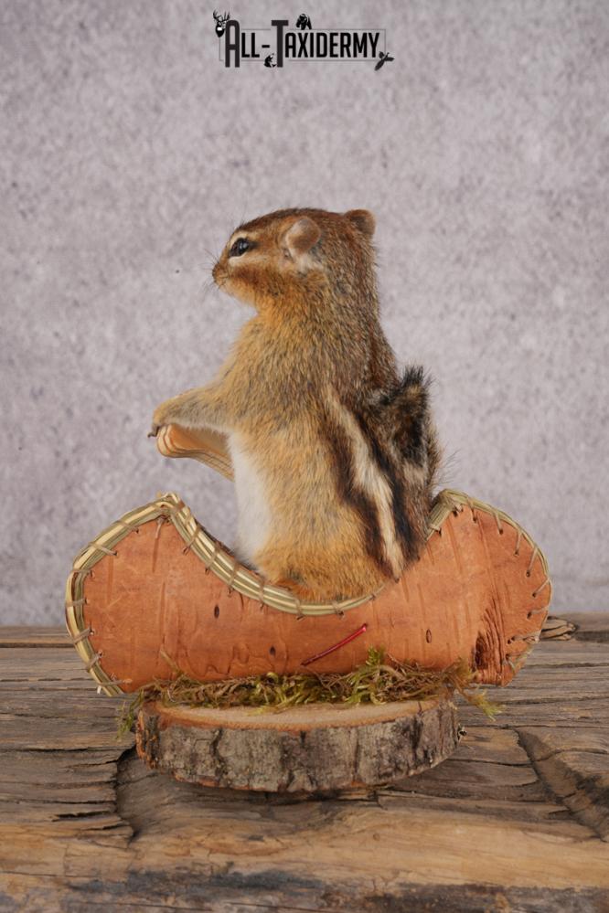Chipmunk in a Canoe SKU 3103 - Image 3
