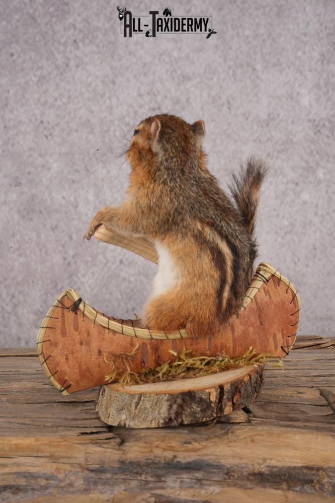 Chipmunk in a Canoe SKU 3105 - Image 3