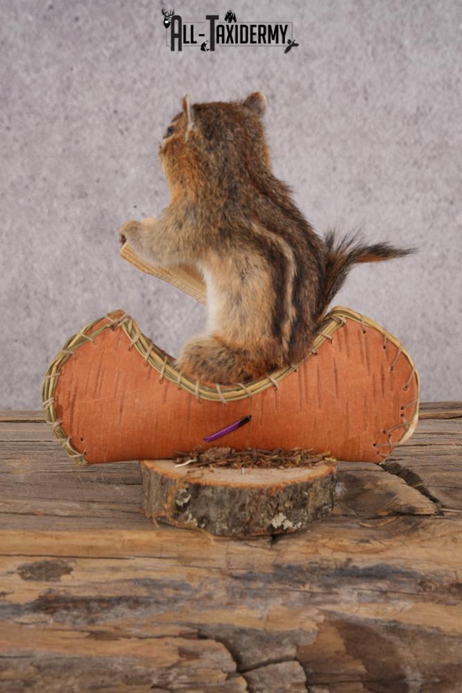 Chipmunk in a Canoe SKU 3107 - Image 3