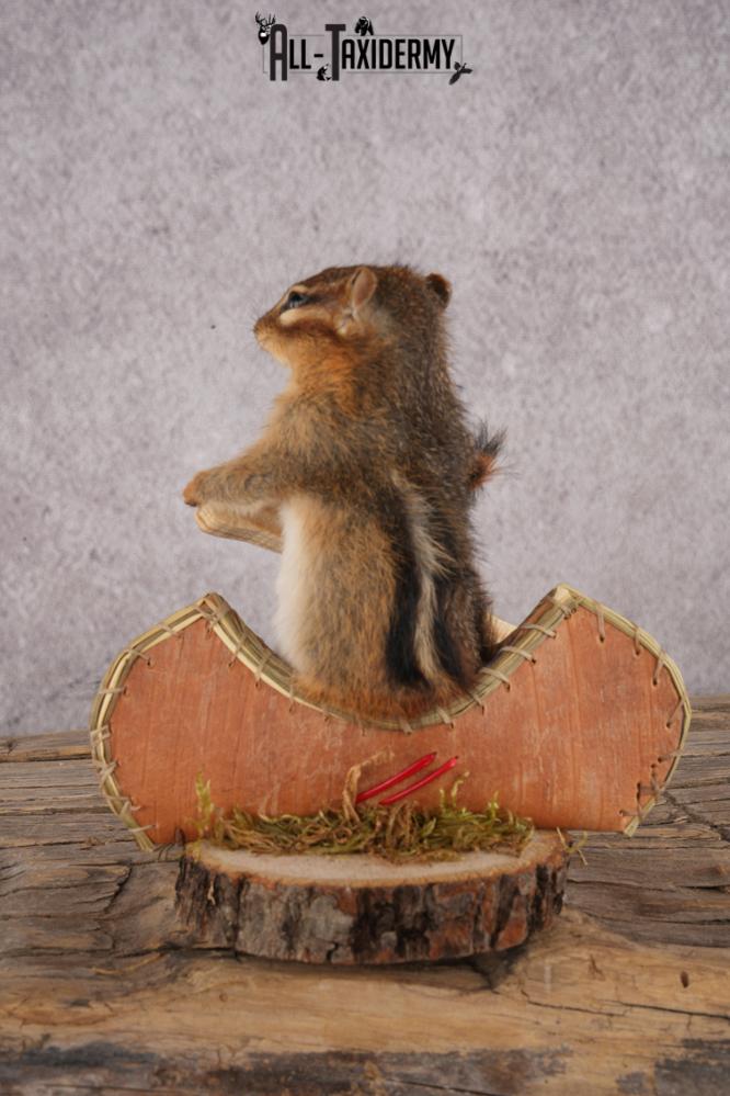 Chipmunk in a Canoe SKU 3108 - Image 3
