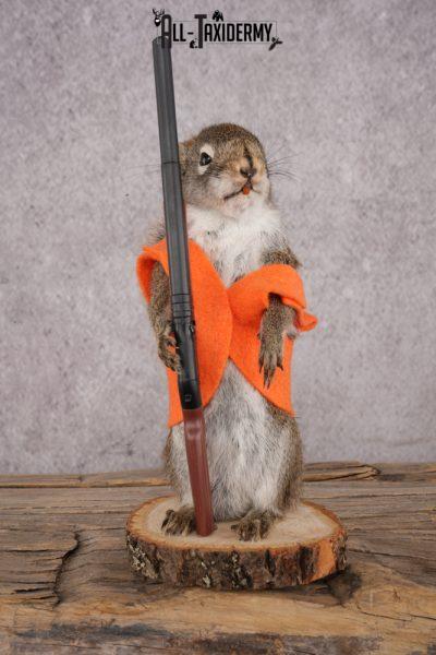 Hunting Red Squirrel SKU 3130