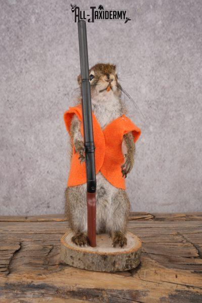 Hunting Red Squirrel SKU 3131