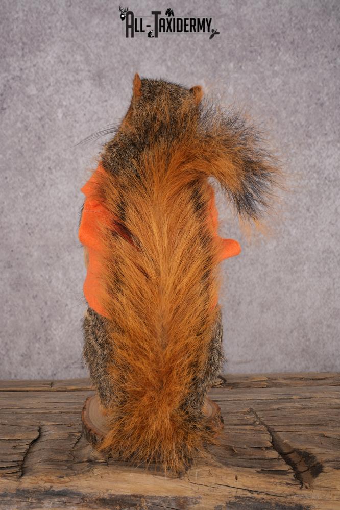 Hunting Squirrel SKU 3112 - Image 3