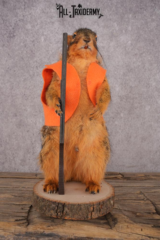 Hunting Squirrel SKU 3113