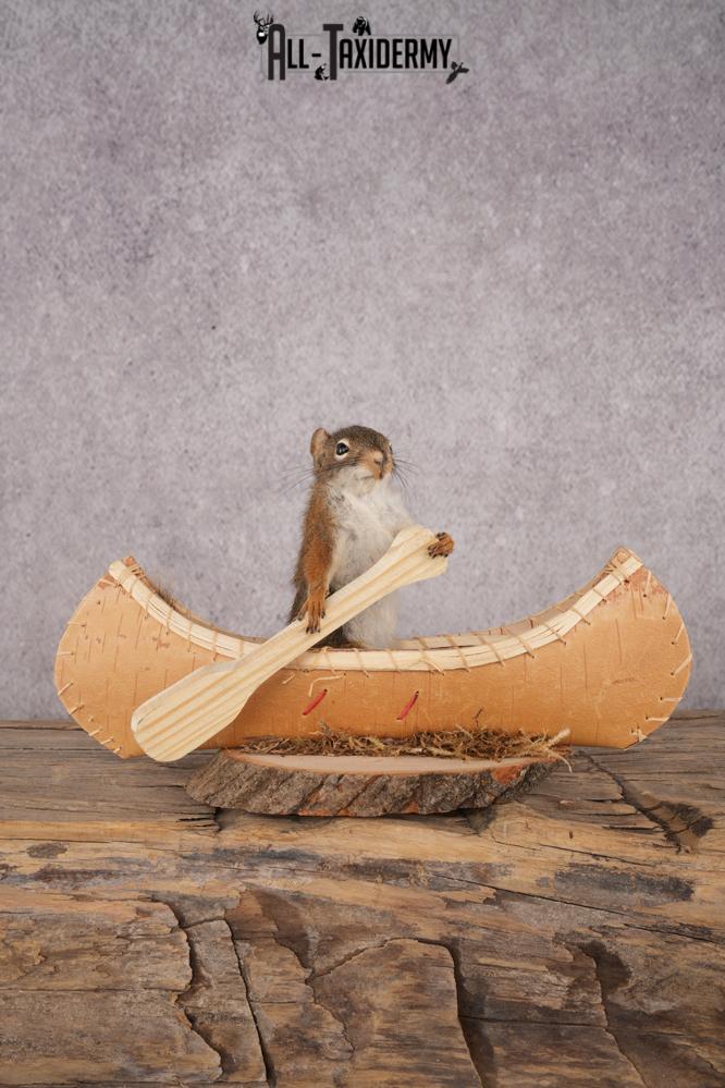 Red Squirrel in a Canoe SKU 3073