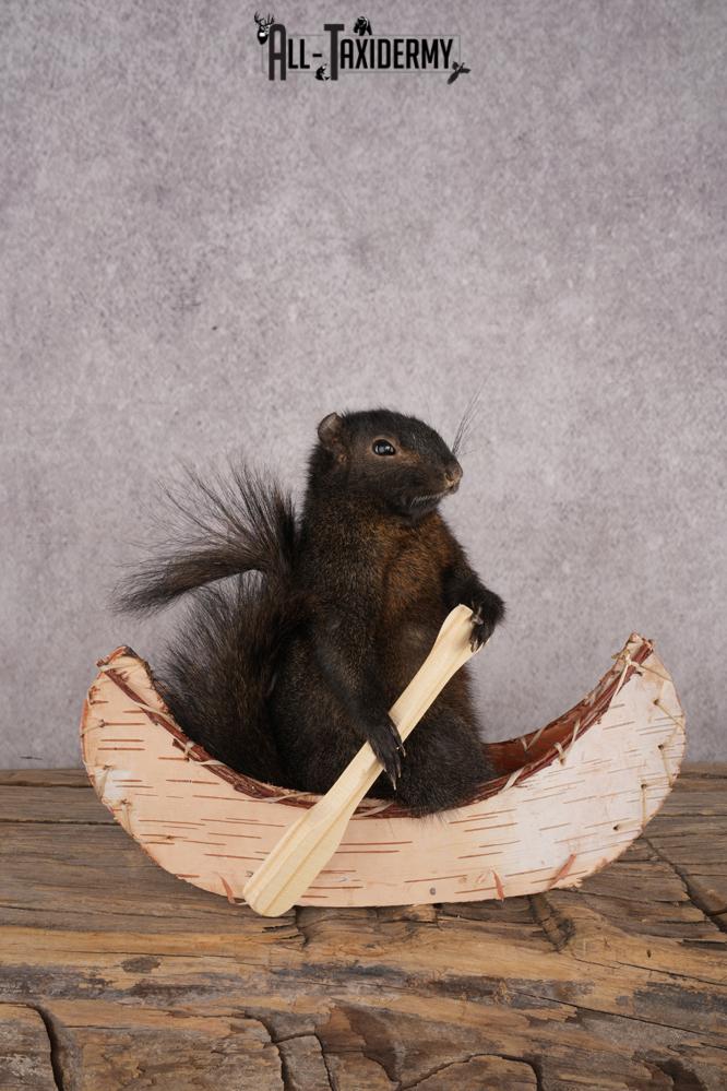 Black Squirrel in a Canoe SKU 3067