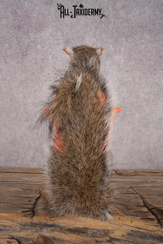 Hunting Squirrel SKU 3045 - Image 3