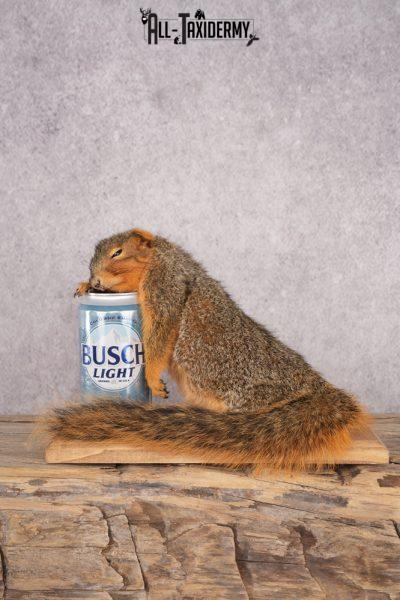 Drunk Squirrel SKU 3066