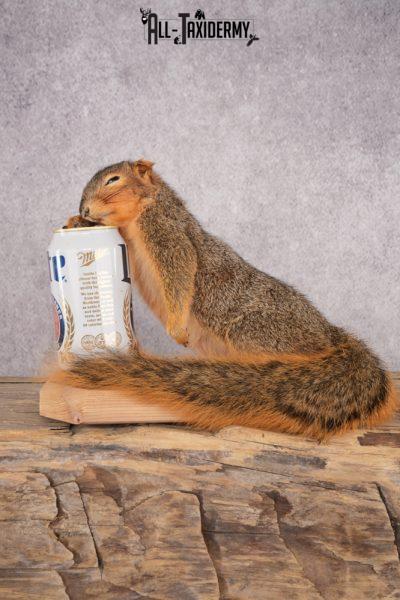 Drunk Squirrel SKU 3064