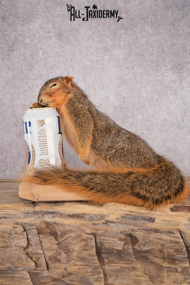 Drunk Squirrel SKU 3064