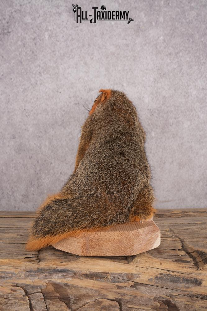 Drunk Squirrel SKU 3064 - Image 2