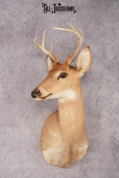 White Tail Deer SKU 3035