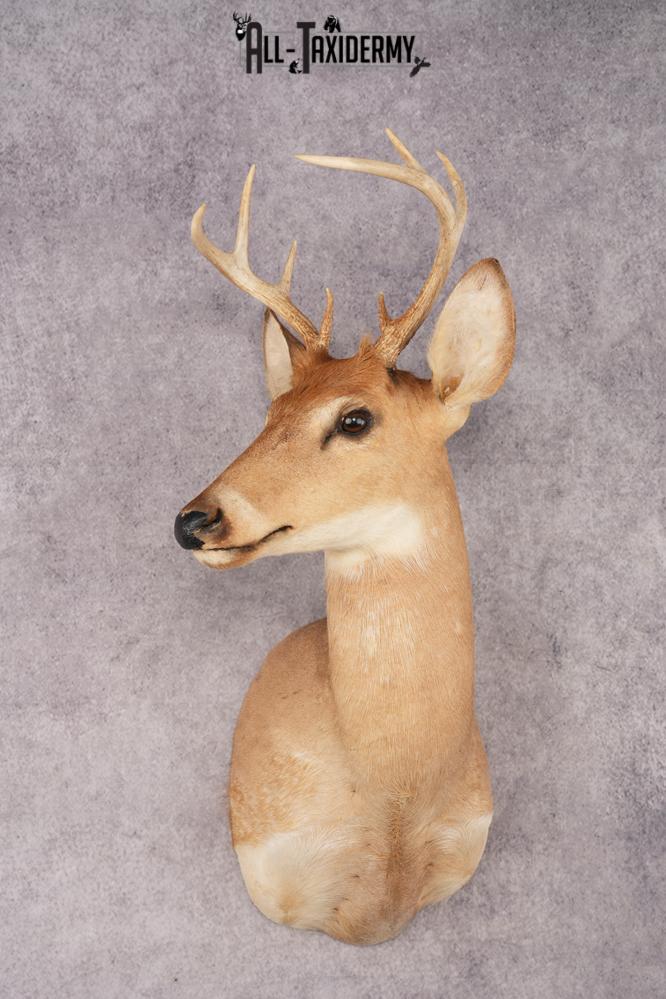 White Tail Deer SKU 3035