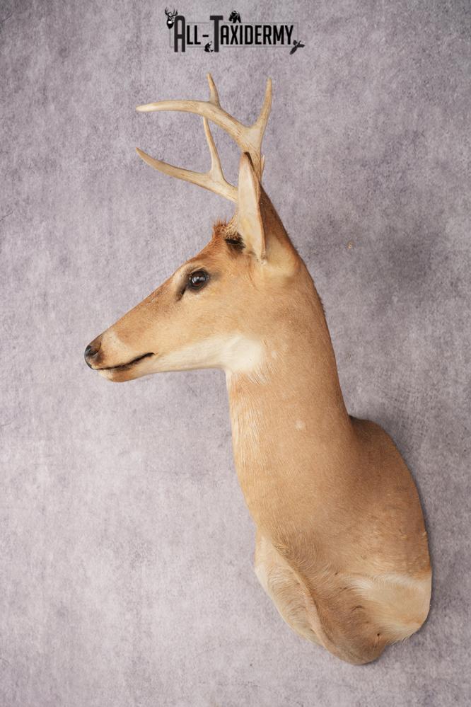 White Tail Deer SKU 3035 - Image 5