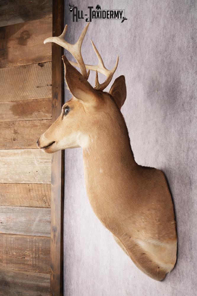 White Tail Deer SKU 3035 - Image 4