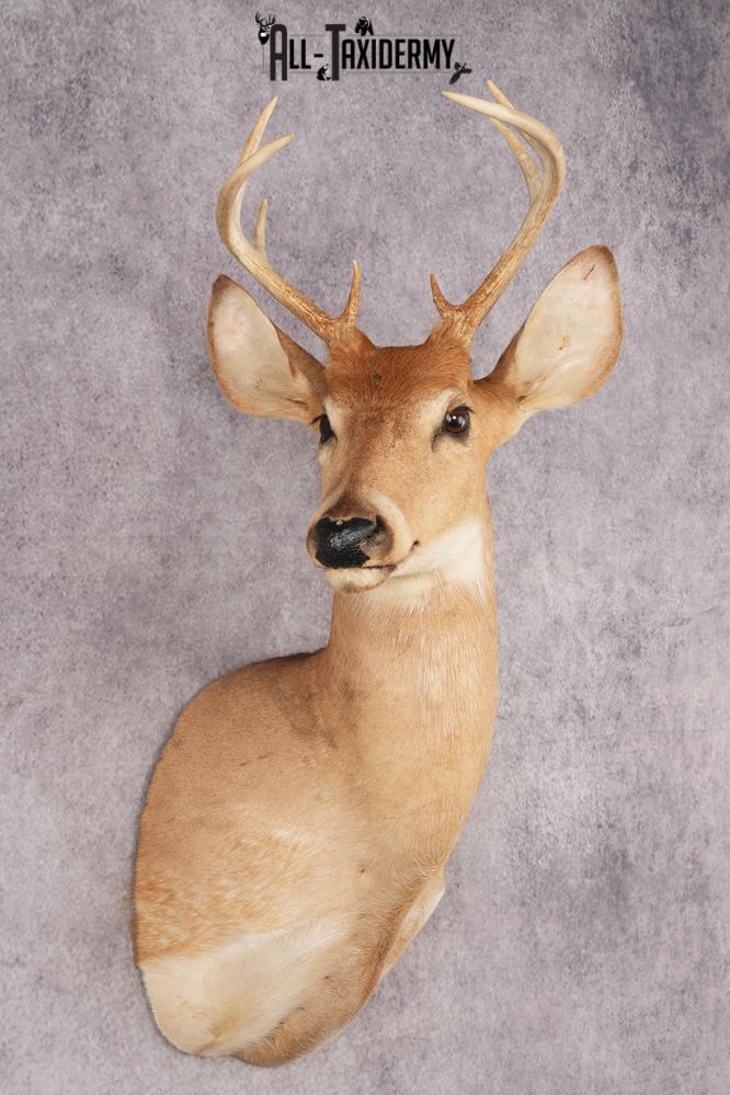 White Tail Deer SKU 3035 - Image 3