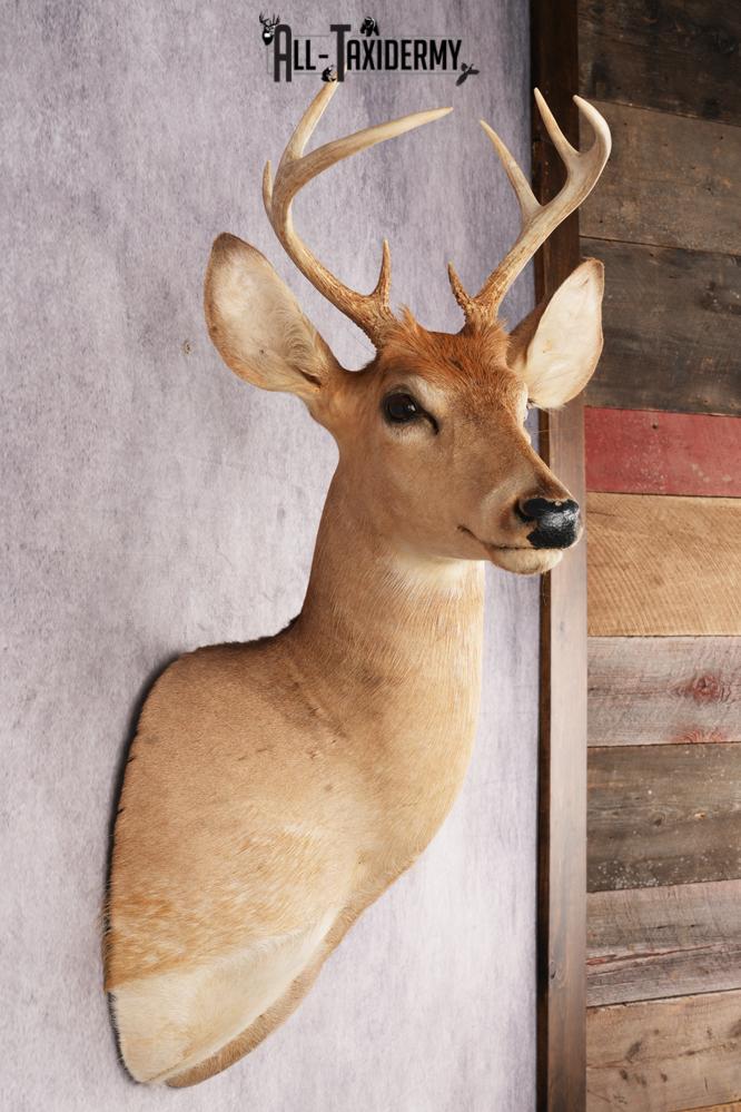 White Tail Deer SKU 3035 - Image 2